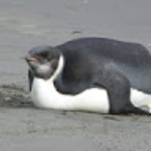 Meet your Posher, Maleha